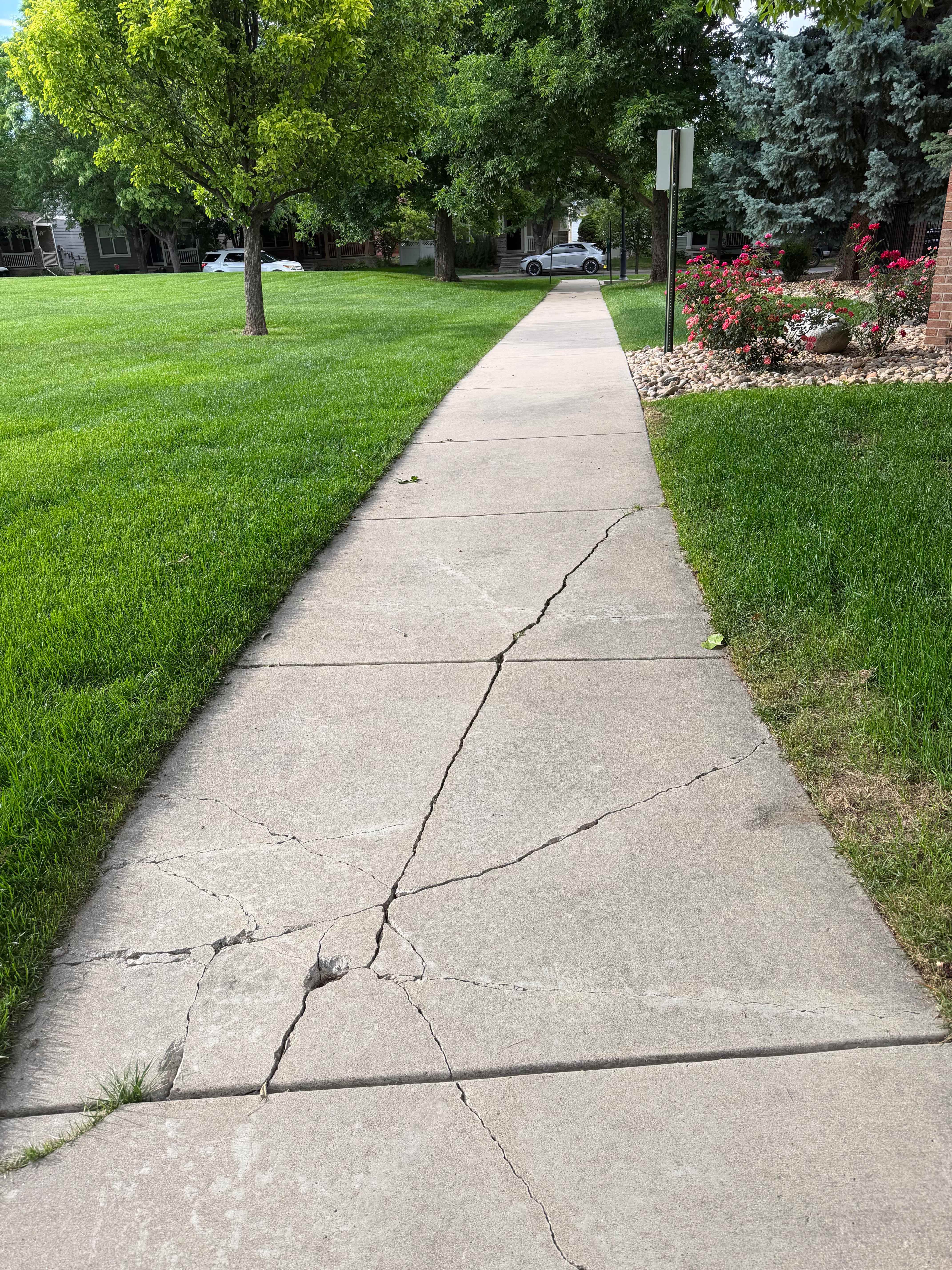Severely cracked sidewalk requiring concrete replacement in Fort Collins